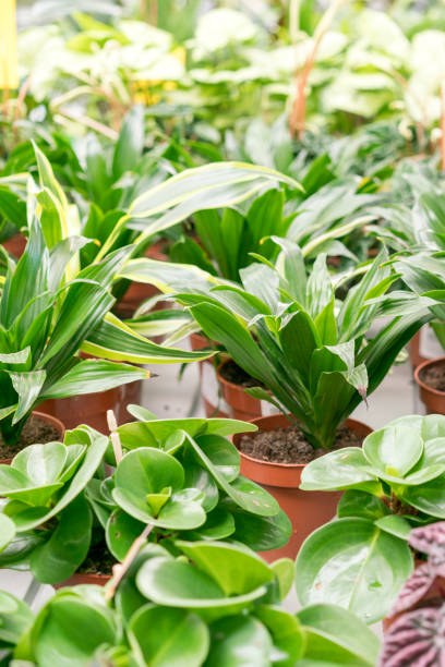 istock Ground cover plants. Plants with colorful leaves 1156305630