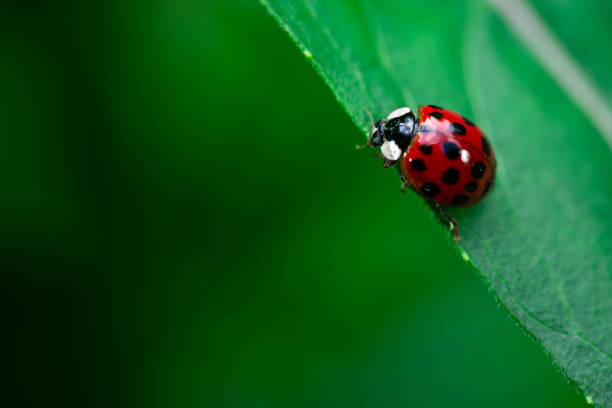 istock Ladybug eating on a leaf, Coccinellidae, Arthropoda, Coleoptera, Cucujiformia, Polyphaga 1156306124