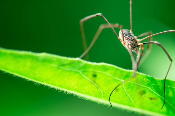 istock Harvestmen walking on a plant (male) 1156306215