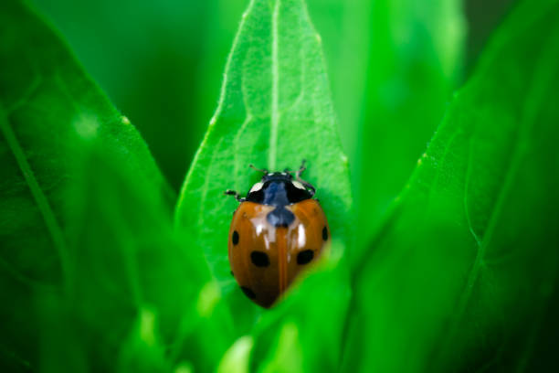 Macro photo, close up, insect, Ladybug eating on a leaf, Coccinellidae, Arthropoda, Coleoptera, Cucujiformia, Polyphaga