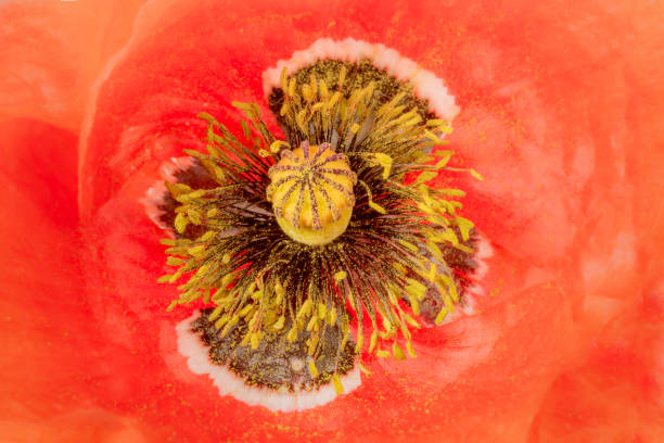 orange poppy flower