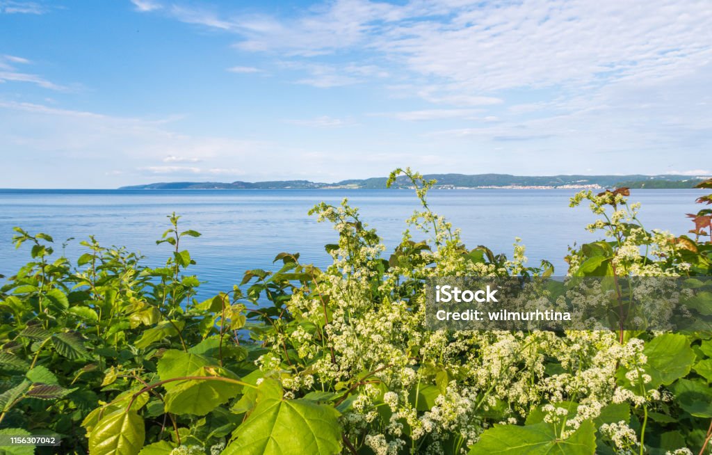 Exciting view over the Lake Vättern (Vattern) with fragile green vegetation in the foreground, Jönköping, Sweden Green leaves and beautiful white flowers in the foreground Bay of Water Stock Photo