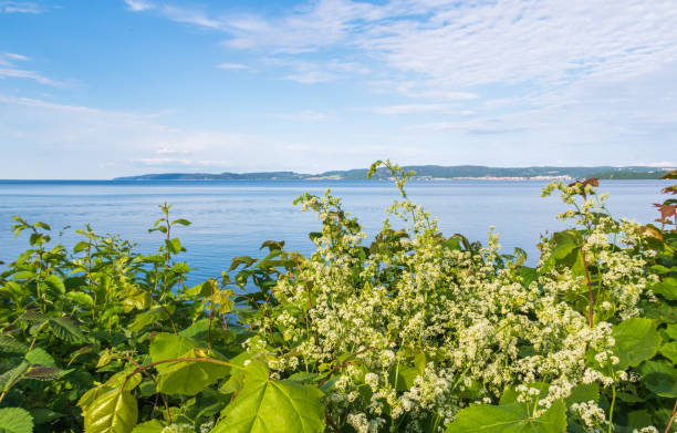 Exciting view over the Lake Vättern (Vattern) with fragile green vegetation in the foreground, Jönköping, Sweden Green leaves and beautiful white flowers in the foreground jonkoping stock pictures, royalty-free photos & images