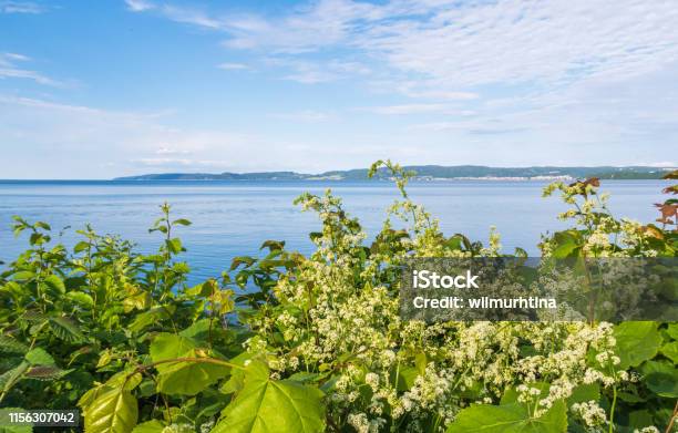Exciting View Over The Lake Vättern With Fragile Green Vegetation In The Foreground Jönköping Sweden Stock Photo - Download Image Now