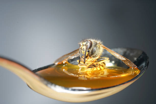 istock Bee licking spoon on honey and sticking 1156308509