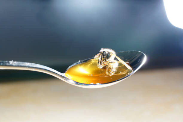 istock Bee licking spoon on honey and sticking 1156308537
