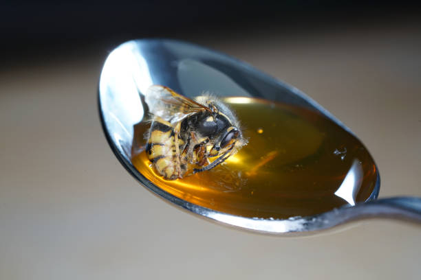 istock Bee licking spoon on honey and sticking 1156308541