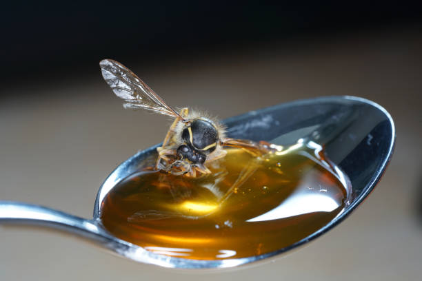 istock Bee licking spoon on honey and sticking 1156308583