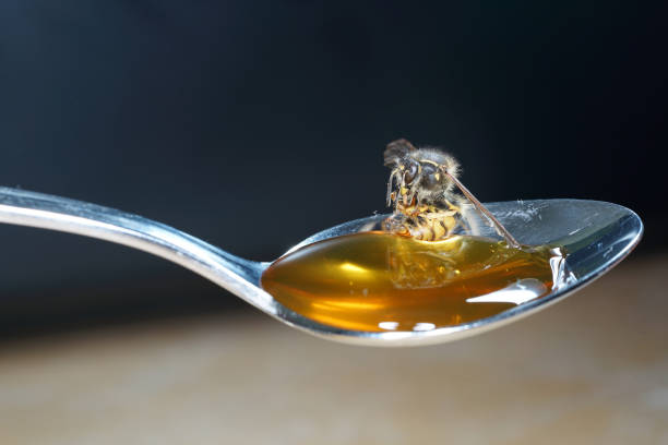 istock Bee licking spoon on honey and sticking 1156308585