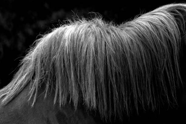 istock Portrait of a horse 1156309923