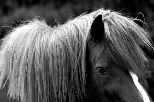 istock Portrait of a horse 1156310004