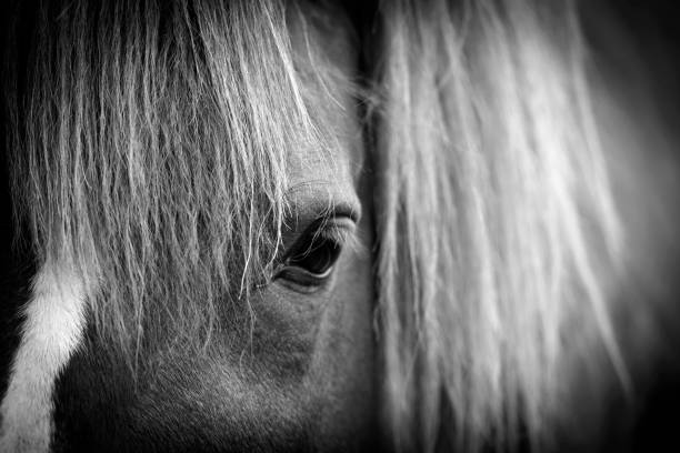 istock Portrait of a horse 1156310706