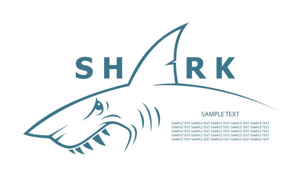 Shark banner - vector illustration Shark banner great white shark stock illustrations