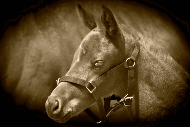 istock Portrait of a horse 1156312096
