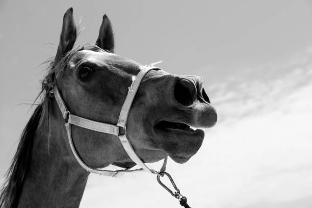 istock Portrait of a horse 1156312255