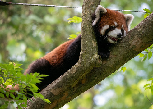 Red Panda Laying in a Tree