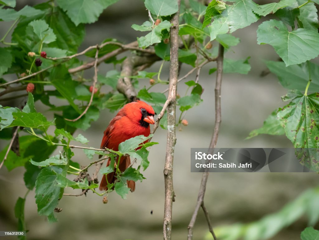 Red Cardinal Perched on a Tree Animal Stock Photo