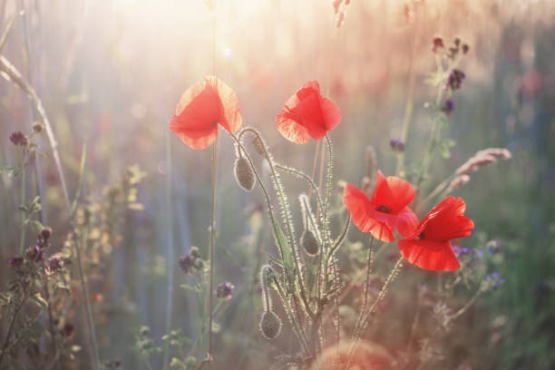 istock red poppy on sunny field 1156314482