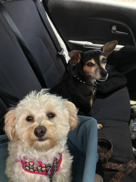 istock Two cute small dogs in back seat 1156315351