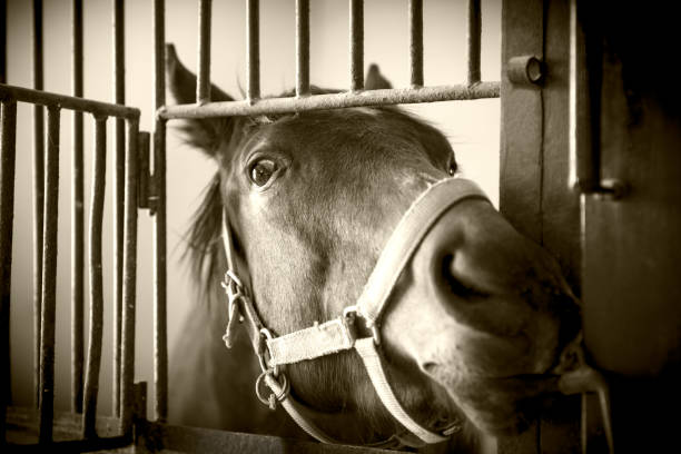 istock Portrait of a horse 1156315680
