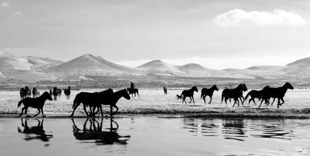 istock Running Horses on a lake 1156316947