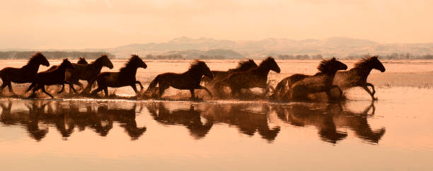 istock Running Horses on a lake 1156317081