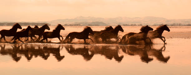 Running Horses on a lake stock photo