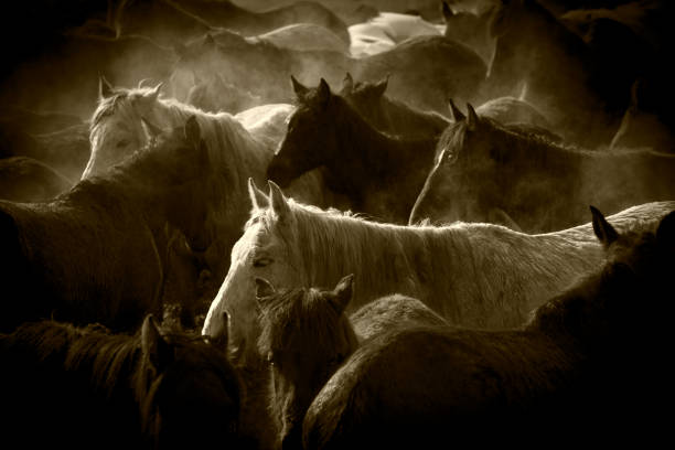 istock Herd of horses 1156317234