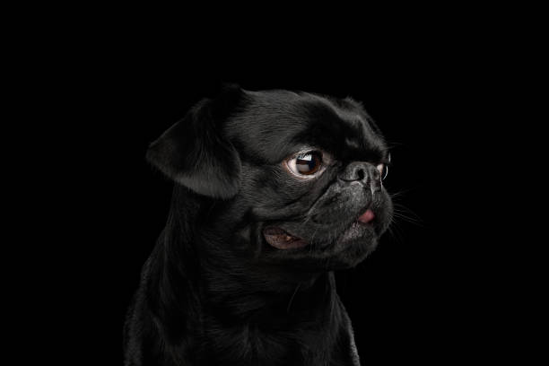 istock Pti Brabanson Dog on isolated black background 1156317240