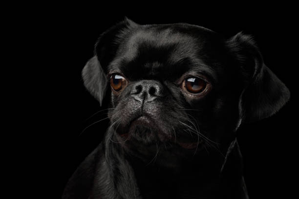istock Pti Brabanson Dog on isolated black background 1156317251