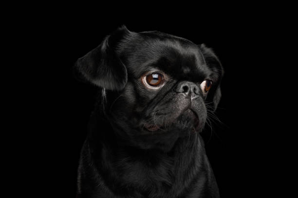 istock Pti Brabanson Dog on isolated black background 1156317252