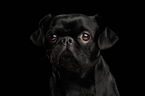 istock Pti Brabanson Dog on isolated black background 1156317257