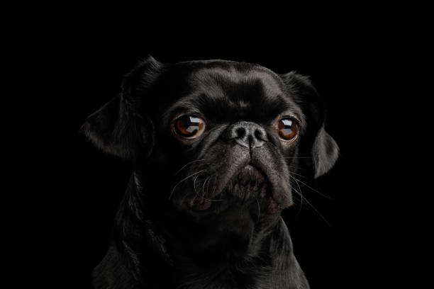 istock Pti Brabanson Dog on isolated black background 1156317266