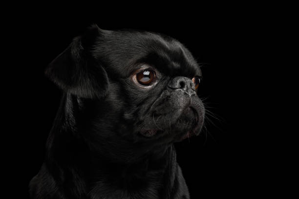 istock Pti Brabanson Dog on isolated black background 1156317269