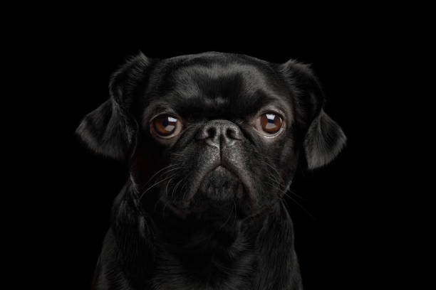 Pti Brabanson Dog on isolated black background