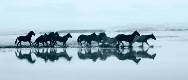 istock Running Horses on a lake 1156317355