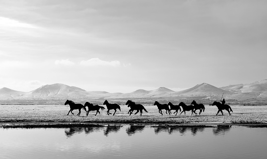 Too many horses running away on a lake. Black and white photo.