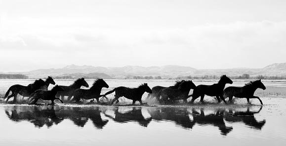 Too many horses running away on a lake. Black and white photo.