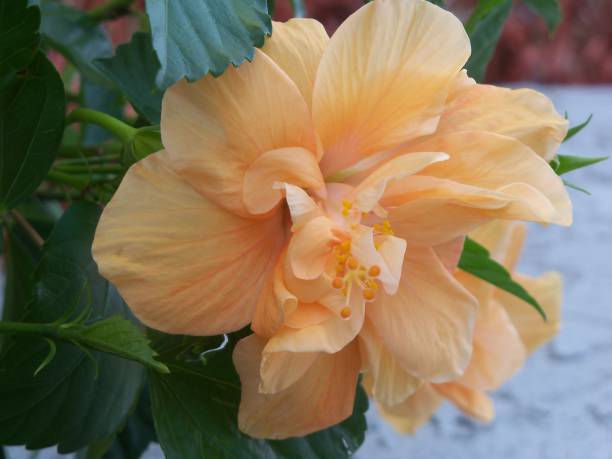 Orange multi-petaled hibiscus flower