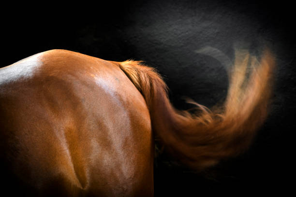 Horseback with dark background stock photo