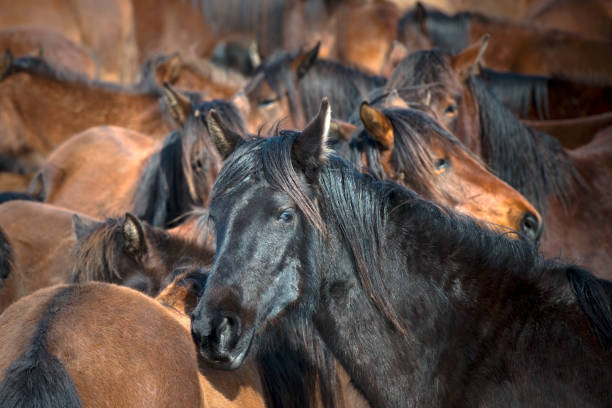istock Herd of horses 1156318977