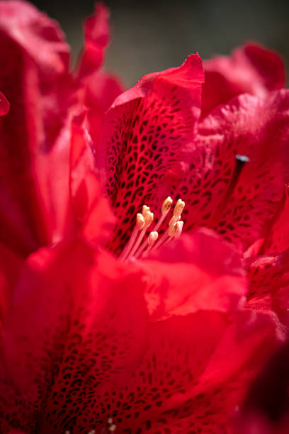 istock Jean Marie de Montague Rhododendron 1156319845
