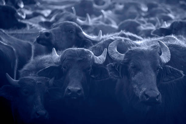 Grup of buffalo  standing together