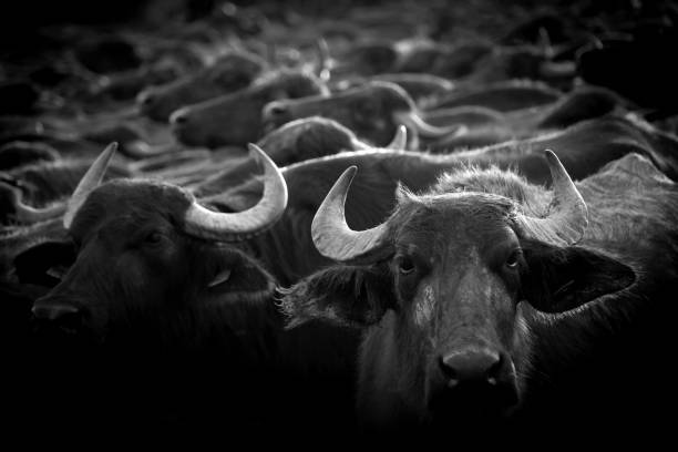 istock Grup of buffalo 1156319983