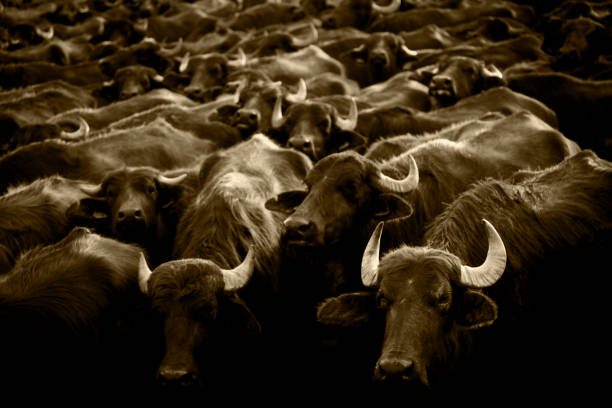 istock Grup of buffalo 1156320561