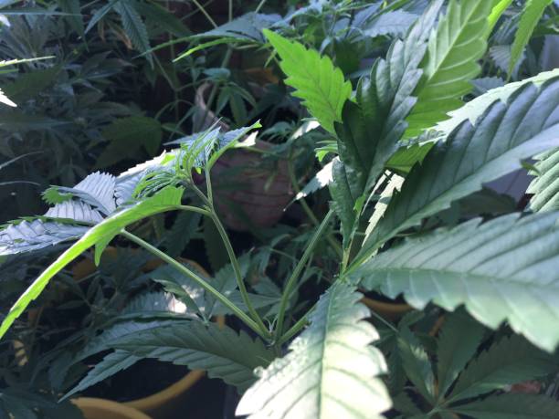 istock medical cannabis marijuana plant leaves 1156320922