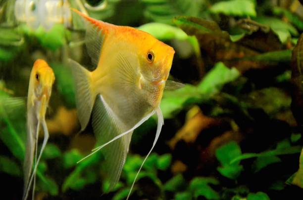 istock Two white angelfish in aquarium with green plants, Pterophyllum 1156322946