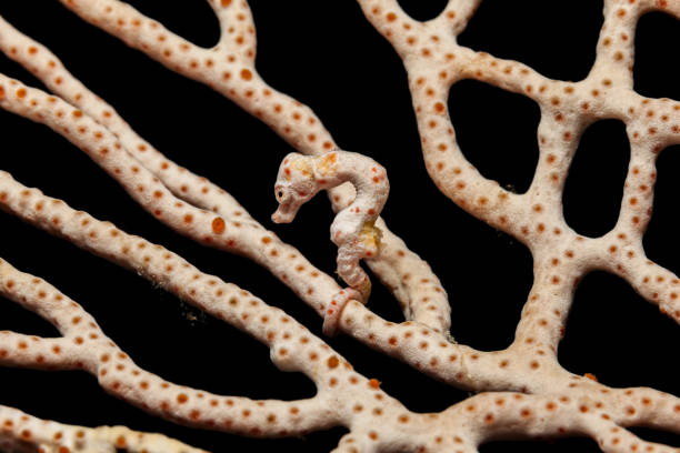 master of camouflage, denise's pygmy hippocampus denise, raja ampat, indonésie - nature macro reef animal photos et images de collection