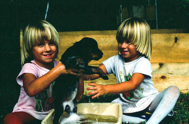 Twin toddler washing a rottweiler pup In this horizontal image 2 young sisters are bathing a rottweiler puppy. This filtered Instagram-type image shows the girls smiling and soap bubbles on the puppy. twin photos stock pictures, royalty-free photos & images