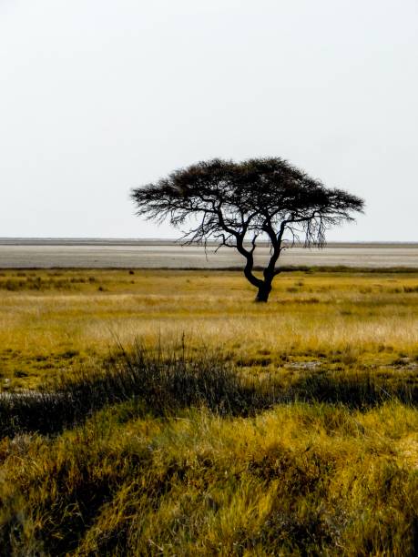 나미비아에 있는 에토샤 국립공원의 사바나에 있는 론리 나무 - savannah africa steppe namibia 뉴스 사진 이미지